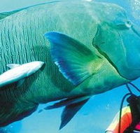 Aristocat Snorkel and Scuba Port Douglas - Accommodation Sunshine Coast