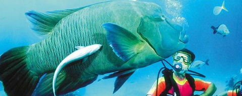 Aristocat Snorkel And Scuba Port Douglas - Accommodation Sunshine Coast 0