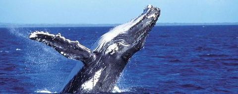 Aristocat Snorkel And Scuba Port Douglas - Accommodation Sunshine Coast 2