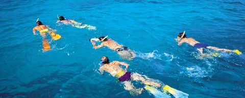 Aristocat Snorkel And Scuba Port Douglas - Accommodation Sunshine Coast 4