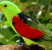 Birdworld Kuranda - Accommodation Sunshine Coast