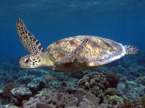 Calypso Reef Charters - Accommodation Sunshine Coast 1