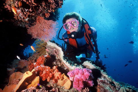 Calypso Reef Charters - Accommodation Sunshine Coast 2