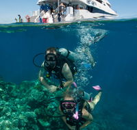 Down Under Cruise and Dive - Accommodation Sunshine Coast
