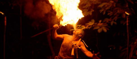 Flames Of The Forest - Accommodation Sunshine Coast 1