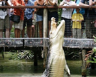 Hartley's Crocodile Adventures - Accommodation Sunshine Coast 0