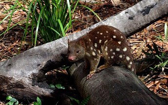 Hartley's Crocodile Adventures - Accommodation Sunshine Coast 3