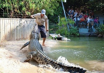 Hartley's Crocodile Adventures - Accommodation Sunshine Coast 4