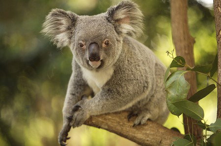 Hartley's Crocodile Adventures - Accommodation Sunshine Coast 7