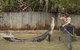 Hartley's Crocodile Adventures - thumb 8