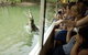 Hartley's Crocodile Adventures - thumb 9