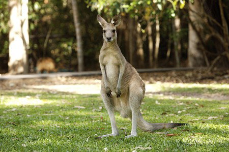 Hartley's Crocodile Adventures - Accommodation Sunshine Coast 10