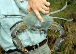 Whitsunday Crocodile Safari - Accommodation Sunshine Coast 0