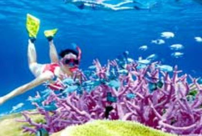 Poseidon Outer Reef Cruises - Accommodation Sunshine Coast 2