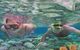 Quicksilver Cruises - thumb 2