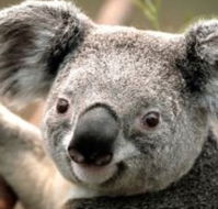 Wildlife Habitat - Accommodation Sunshine Coast
