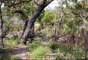 Cooktown Aboriginal Art Tours - Accommodation Sunshine Coast 2