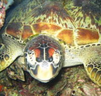 Adrenalin Snorkel and Dive - Accommodation Sunshine Coast