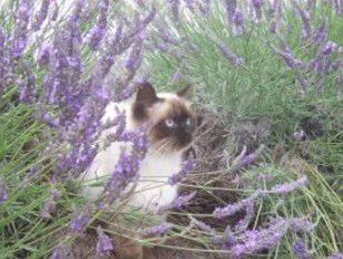 Aloomba Lavender - Accommodation Sunshine Coast 2