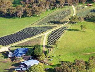 Aloomba Lavender - Accommodation Sunshine Coast 3