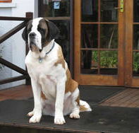 St Bernards Hotel - Accommodation Sunshine Coast