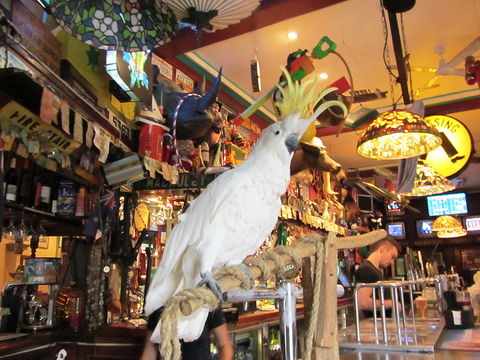 A Friend In Hand - Accommodation Sunshine Coast 0