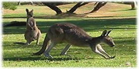 Rockingham Golf Club - Accommodation Sunshine Coast 2