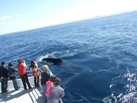 Moonshadow–TQC Cruises - Accommodation Sunshine Coast 1