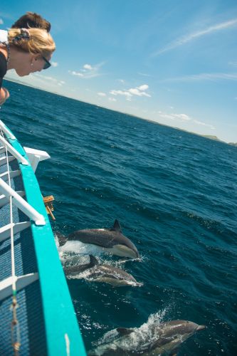 Moonshadow–TQC Cruises - Accommodation Sunshine Coast 3
