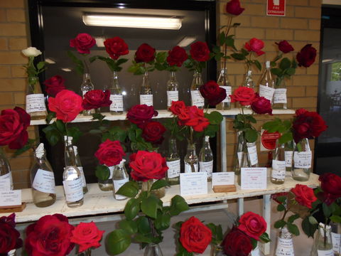 Anglican Spring Flower Show Gundagai - Accommodation Sunshine Coast 0