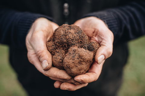 A Taste Of Truffles - Accommodation Sunshine Coast 0