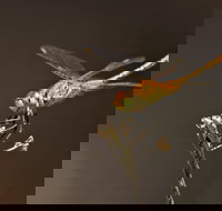 Dragonfly Discovery - Accommodation Sunshine Coast