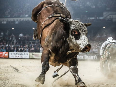 PBR Hawkesbury Stampede - Accommodation Sunshine Coast 1