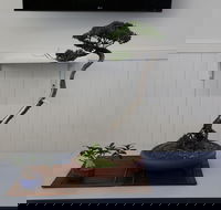 Wauchope Bonsai Workshop Group - Accommodation Sunshine Coast