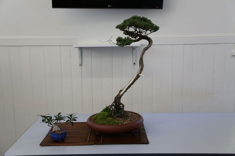 Wauchope Bonsai Workshop Group - Accommodation Sunshine Coast 0