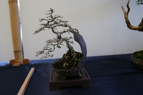 Wauchope Bonsai Workshop Group - Accommodation Sunshine Coast 1