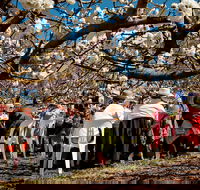 Young Cherry Blossom Long Lazy Lunch - Accommodation Sunshine Coast