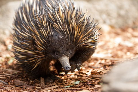 Aussie Wildlife Course - July/August/September - Accommodation Sunshine Coast 0