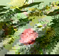 Blackheath Flower and Craft Show - Accommodation Sunshine Coast