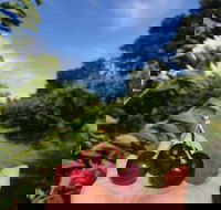 National Cherry Festival - Accommodation Sunshine Coast