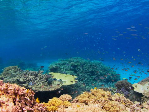 Recovery Of The Great Barrier Reef - Accommodation Sunshine Coast 0