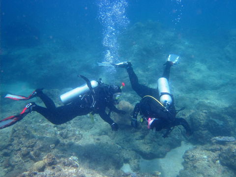 Recovery Of The Great Barrier Reef - Accommodation Sunshine Coast 1