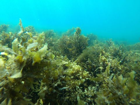 Recovery Of The Great Barrier Reef - Accommodation Sunshine Coast 2
