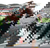 Stadium Stomp Adelaide Oval - Postponed - Accommodation Sunshine Coast