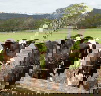 Bandon Grove Farm Tours - Accommodation Sunshine Coast