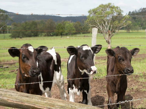 Bandon Grove Farm Tours - Accommodation Sunshine Coast 0