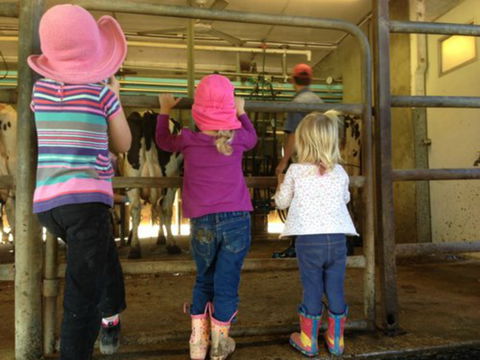 Bandon Grove Farm Tours - Accommodation Sunshine Coast 1