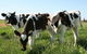 Bandon Grove Farm Tours - thumb 2