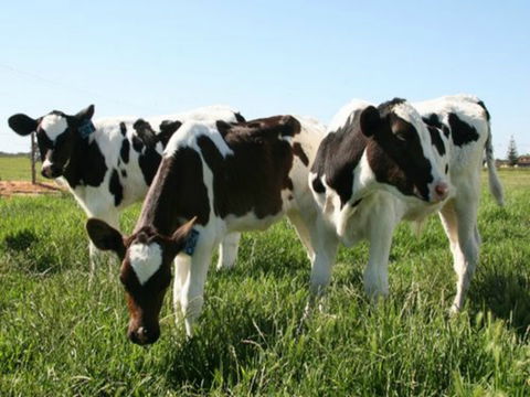 Bandon Grove Farm Tours - Accommodation Sunshine Coast 2