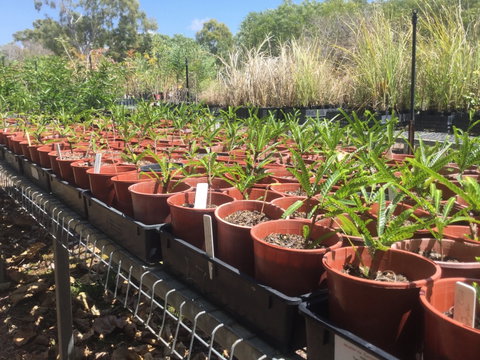 Conservation Volunteers Australia Townsville - Ocean View Nursery - Accommodation Sunshine Coast 2
